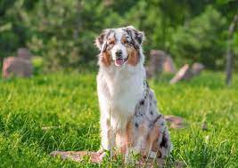 Australian Shepard
